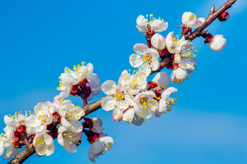 Delicate apricot blossom on blue sky background in sunny weather_