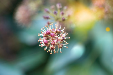 Beautiful small flower on a blurred background, spring background and copy space for text