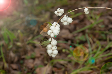 decorative autumn berry and white snowberry white