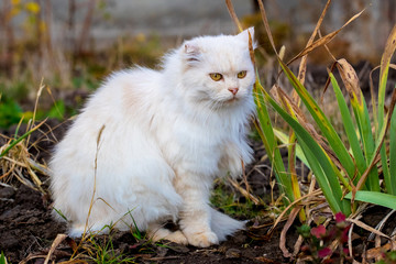 Naklejka na ściany i meble A white fluffy purebred cat sits in the garden among the grass_