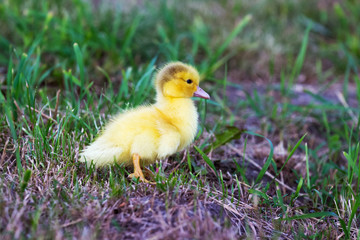 Little yellow duckling in the garden among the grass_