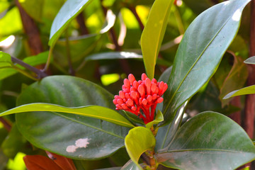 red tropical flower