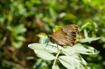 Brown butterfly on a green leaf. Insects in nature. Summer.