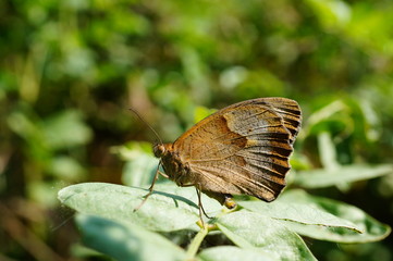 Brown butterfly on a green leaf. Insects in nature. Summer.