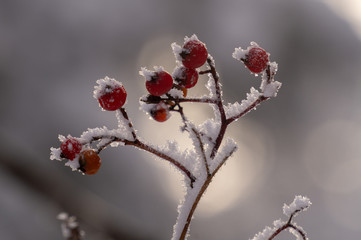 red berries in the snow