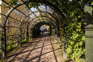 Fototapeta na wymiar The arched corridor (garden pergola) consists of a wooden frame and climbing plants. Located in Kuskovo Park. Indian summer. Moscow, Russia.