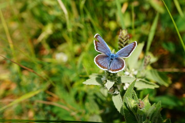 blue butterfly on a flower