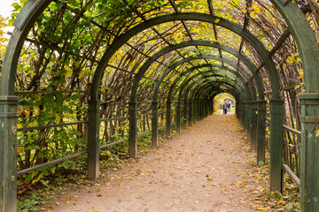 The arched corridor (garden pergola) consists of a wooden frame and climbing plants. Located in...