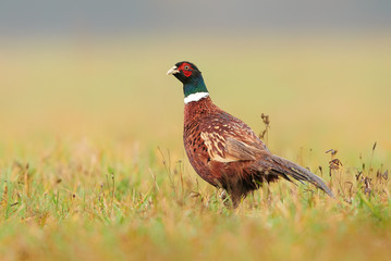 Ringneck Pheasant (Phasianus colchicus) male