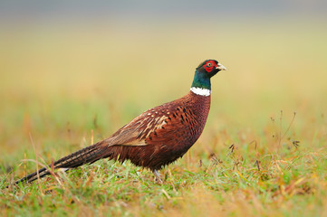 Ringneck Pheasant (Phasianus colchicus) male