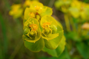 Wildflowers in nature. Summer.