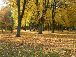 Autumn forest bathed in sunlight.