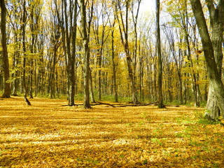 Autumn forest bathed in sunlight.