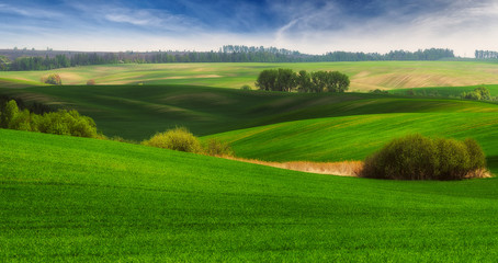 picturesque hilly field. agricultural field