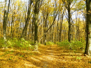 Autumn forest bathed in sunlight.