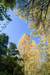 Mediterranean vegetation in autumn in the Sierra Norte province of Seville Spain