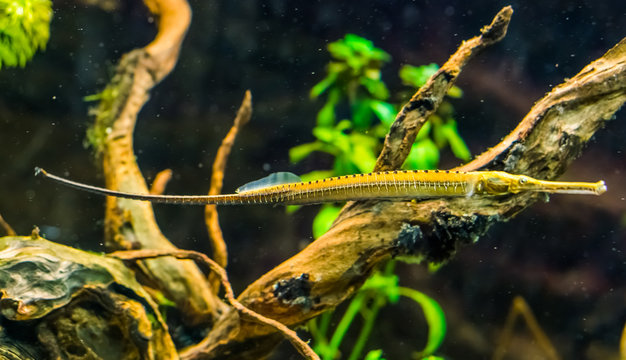 Asian longsnouted river pipefish in closeup, tropical fish specie from the rivers of Asia