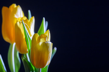 Bright yellow fresh tulips on black background