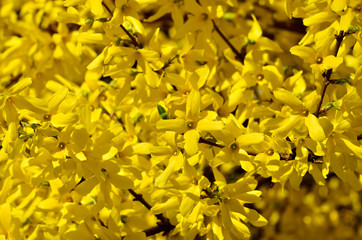 Beautiful yellow flowers of forsythia close-up in the bright sun