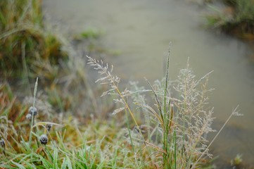 Autumn meadow grass, covered with frost, on the background of a blurred background frozen pond