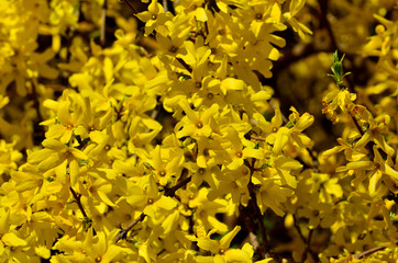 Beautiful yellow flowers of forsythia close-up in the bright sun