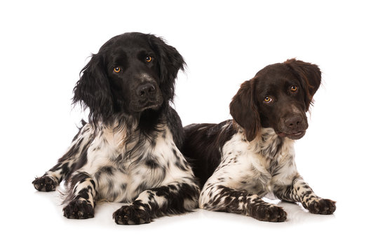 Two dogs lying on white background