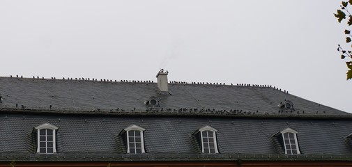 Tauben auf dem Dach  - obrazy, fototapety, plakaty
