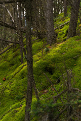 mossy trees in the forest