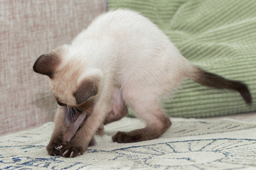 A little kitten plays with a toy, holds it tightly with its claws.