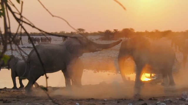 Elephants fighting in Etosha National Park, Namibia