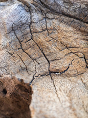 Old tree trunk on the ground close up