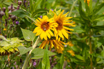 Sonnenblume mit Biene