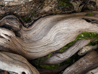 Old tree trunk on the ground close up