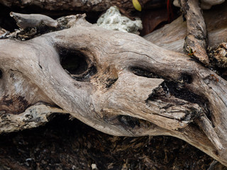 Old tree trunk on the ground close up