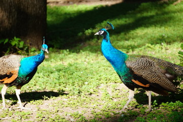Obraz premium peacock in the park