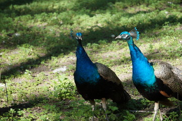 Obraz premium peacock with feathers