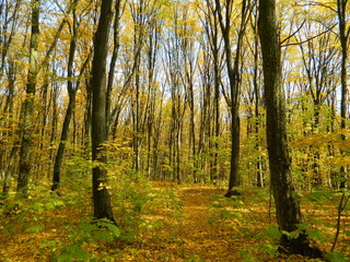The magical beauty of the autumn forest. Trees in gold.