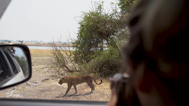 Woman takes photo of a leopard during a safari in Botswana