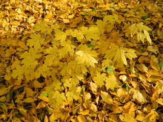 The magical beauty of the autumn forest. Trees in gold.