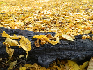The magical beauty of the autumn forest. Trees in gold.