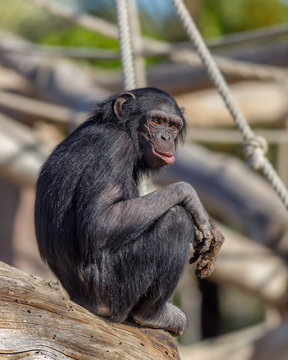 Szympans Małpa Orangutan
