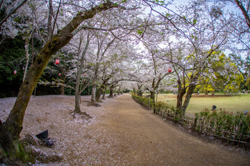 Fototapeta premium 桜の木