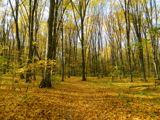 The magical beauty of the autumn forest. Trees in gold.