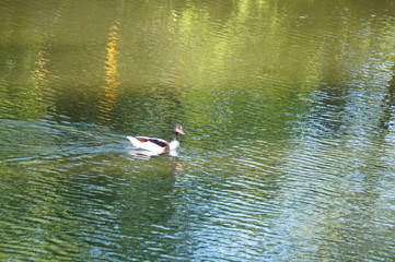 duck in the pond