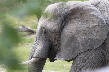El&eacute;phant dans le village