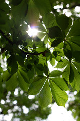 green leaves of tree