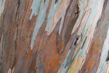 Colorful tree bark