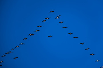 Zugvögel