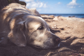 Golden Retriever am Strand