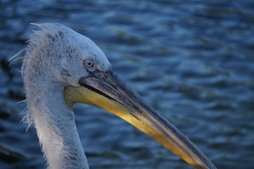 portrait of a pelican